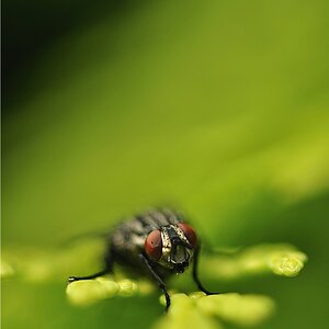Fleischfliege