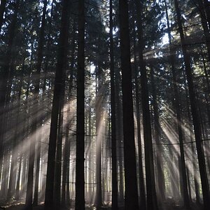 Wald