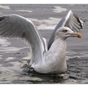 Möwe 1