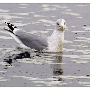 Möwe 4