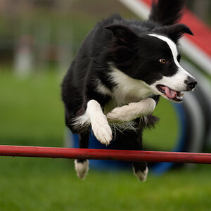 CapeCanisCup0231