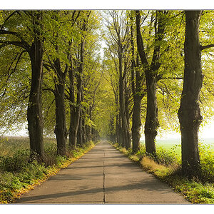 Allee bei Neeberg