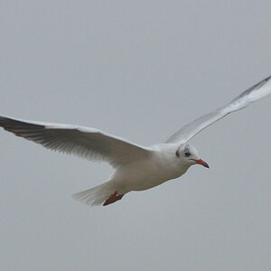 Möwe 1