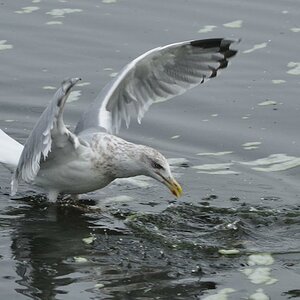 Möwe 3