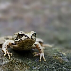 Grasfrosch