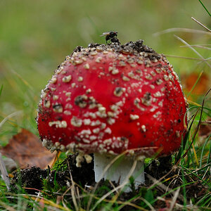 Fliege an Pilz