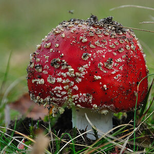 Pilz