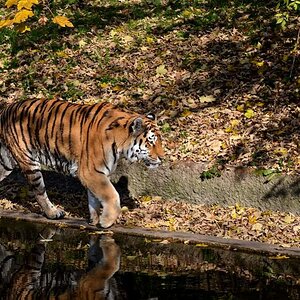 Sib Tiger2 Scale