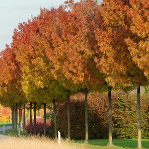 Herbstimpression 2011 1