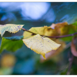Blatt