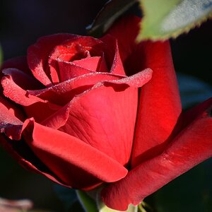 Rose im morgendlichen Garten