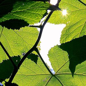 Sommerlich