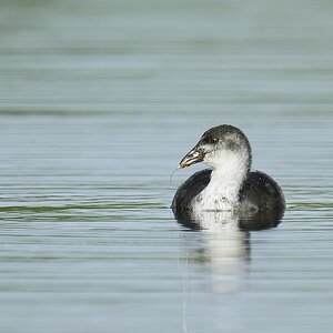 20110710 4888 [NIKON D7000] 850 mm,1 250 Sek. bei ƒ   7,1