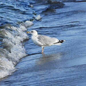 Möwe2 0071 110923 1024x685 85