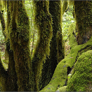 Parque Garajonay
