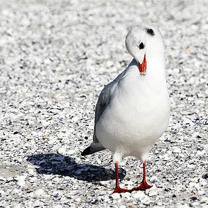Möwe1 0067 110923 1024x685 85