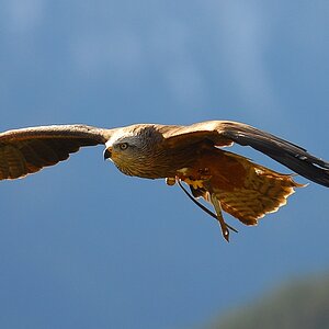 flugshow nff