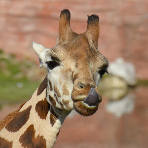 Giraffe Ausschnitt