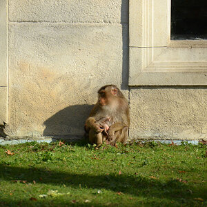 Affe 2