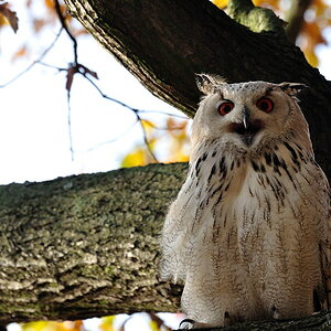 2011 10 30 319 Wildgehege
