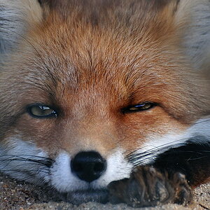 2011 10 30 129 Wildgehege