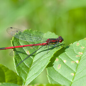 2011 05 20 Frühe Adonislibelle