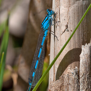 2011 05 23 Becherjungfer Gemeine 01