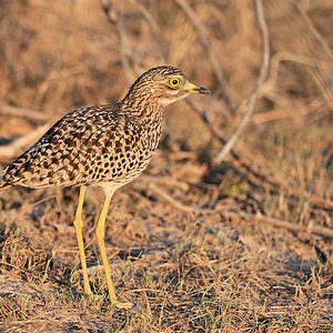 Kaptriel (spotted Thick-knee)
Busange Plains, Kafue
4127