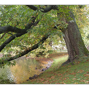 Herbst 2011 Rombergpark 12