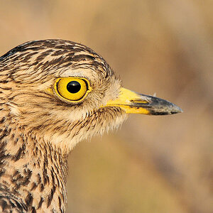 Kaptriel (spotted Thick-knee)
Busange Plains, Kafue
6352