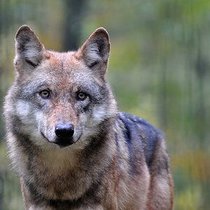 2011 10 30 045 Wildgehege