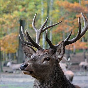 2011 10 30 100 Wildgehege