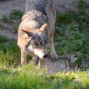 Wolf (Tierpark Hellabrunn)
Nikon D5100 | Tamron SP AF 70-200/2.8 Di LD
ISO 1000 | 190mm | f/3,5 | 1/1250
JPEG out of cam (nur Beschnitt)