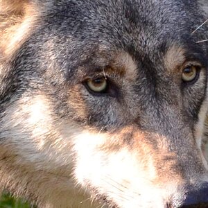 Wolf (Tierpark Hellabrunn)
Nikon D5100 | Tamron SP AF 70-200/2.8
ISO 1000 | 190mm | f/3,5 | 1/1250
JPEG out of cam (100% crop)