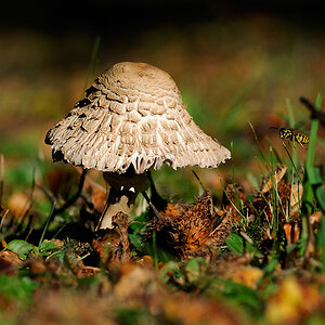Parasol mit Wespe