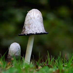 Pilz