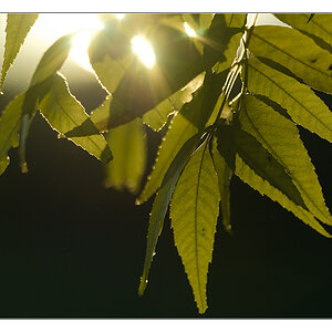 herbstliches Gegenlicht 3