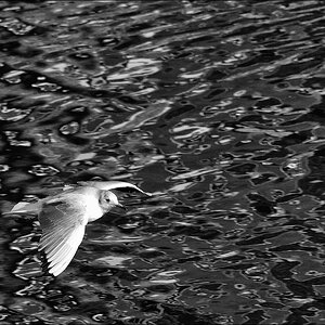 S/W - Möve an der Ems - 11 / 2011