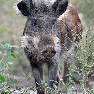 Noch ein Schwein