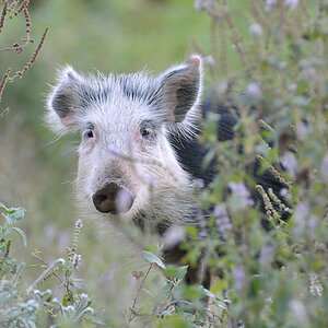 Wieder ein Schwein