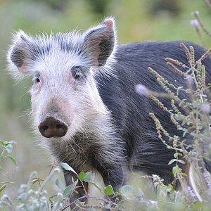 Ein Schwein