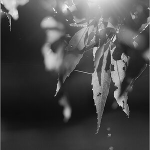 herbstliches Gegenlicht sw