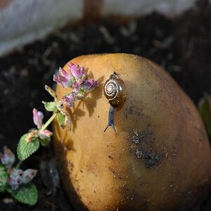 ...ein später Gast in unserem Garten...