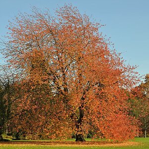 Baum rot