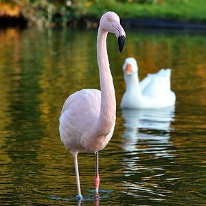 Flamingo