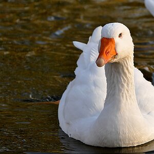 Gans