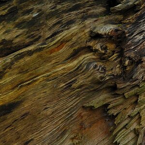 D2X 4304 web