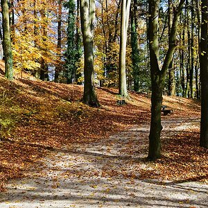081101 5372c HerbstWald Linz 950