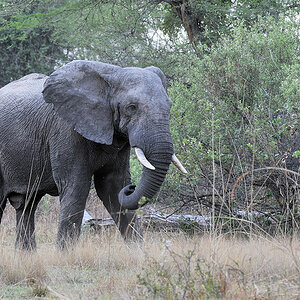 Elefant im Musanza Camp
Kafue
4452