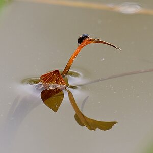 20110427 0841 [NIKON D5100] 850 mm,1 50 Sek. bei ƒ   8,0